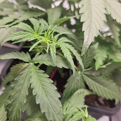 Wedding Cake Auto Barney's Farm growlog timeline photo