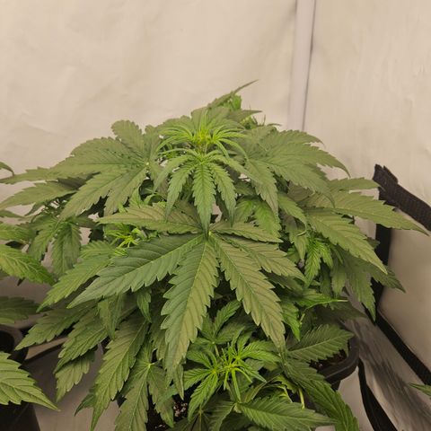 Wedding Cake Auto Barney's Farm growlog timeline photo