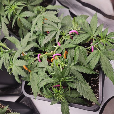 Wedding Cake Auto Zamnesia growlog timeline photo