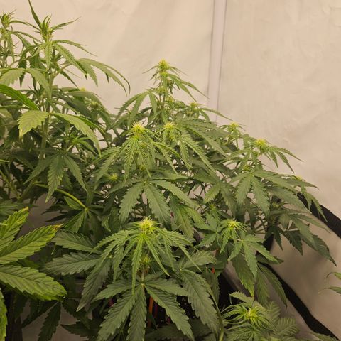 Wedding Cake Auto Barney's Farm growlog timeline photo