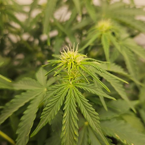 Wedding Cake Auto Barney's Farm growlog timeline photo