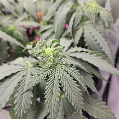 Wedding Cake Auto Zamnesia growlog timeline photo