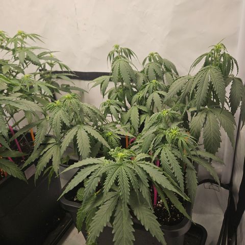 Wedding Cake Auto Zamnesia growlog timeline photo