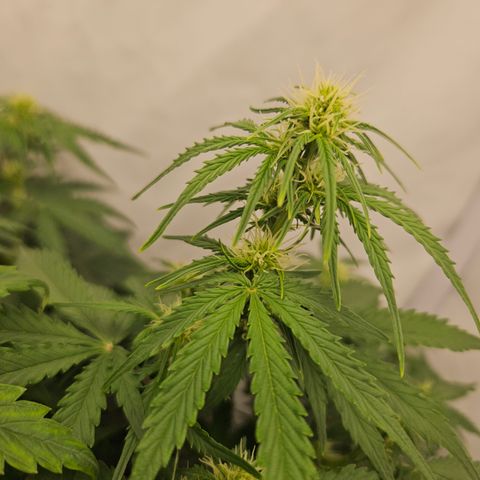 Wedding Cake Auto Barney's Farm growlog timeline photo