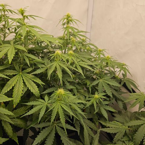 Wedding Cake Auto Barney's Farm growlog timeline photo