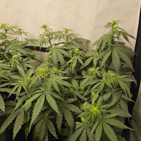 Wedding Cake Auto Zamnesia growlog timeline photo