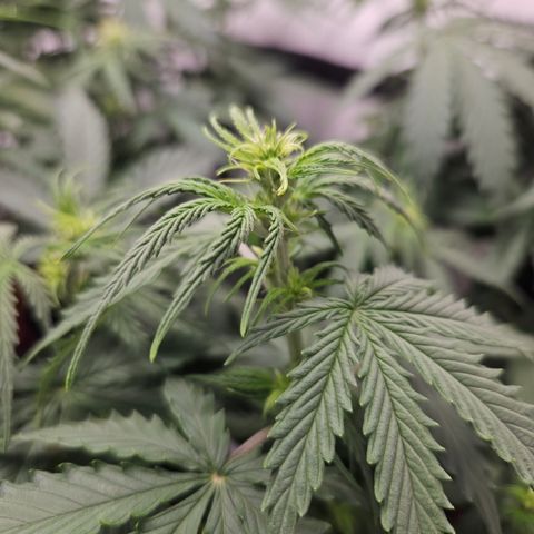 Wedding Cake Auto Zamnesia growlog timeline photo
