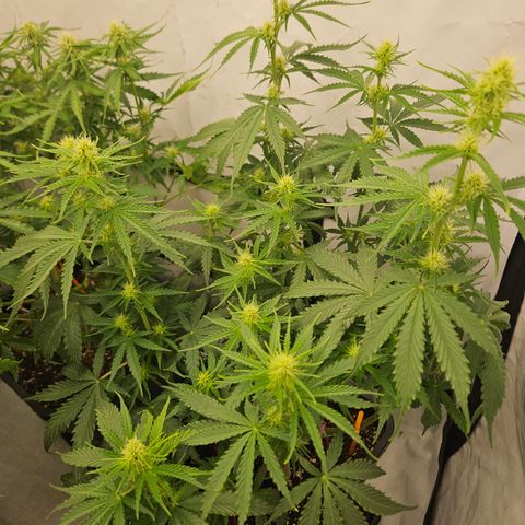 Wedding Cake Auto Zamnesia growlog timeline photo