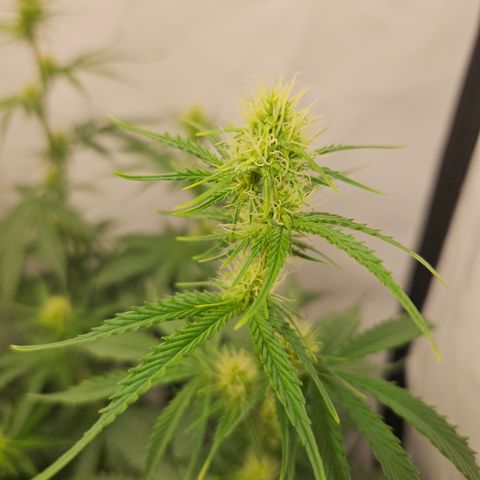 Wedding Cake Auto Zamnesia growlog timeline photo