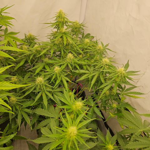 Wedding Cake Auto Barney's Farm growlog timeline photo