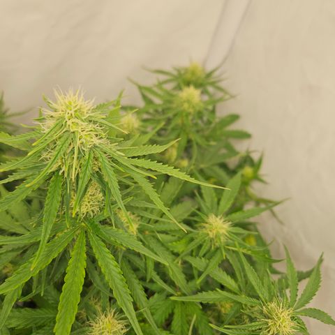 Wedding Cake Auto Barney's Farm growlog timeline photo