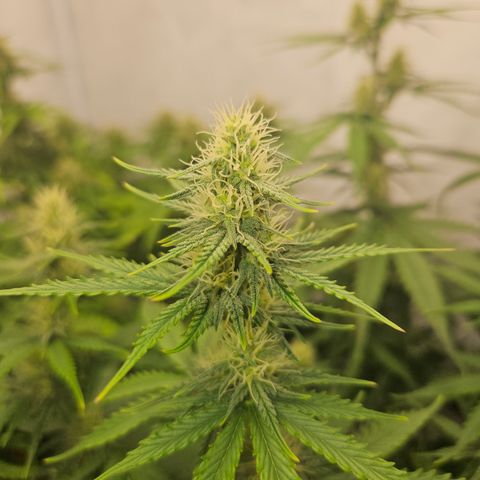 Wedding Cake Auto Zamnesia growlog timeline photo