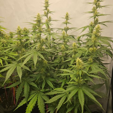 Wedding Cake Auto Zamnesia growlog timeline photo