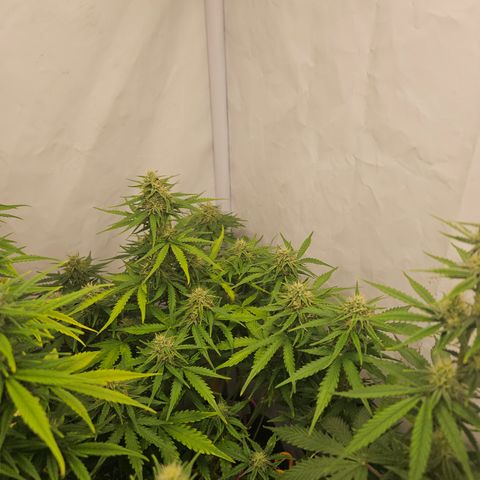 Wedding Cake Auto Barney's Farm growlog timeline photo