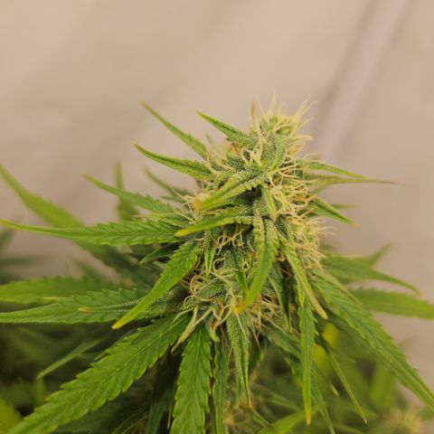 Wedding Cake Auto Barney's Farm growlog timeline photo