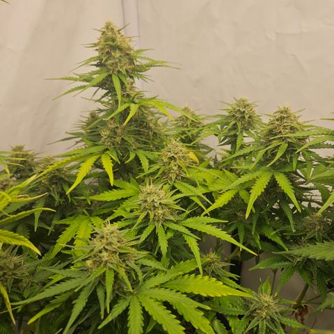 Wedding Cake Auto Barney's Farm growlog timeline photo