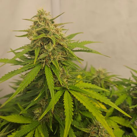 Wedding Cake Auto Barney's Farm growlog timeline photo