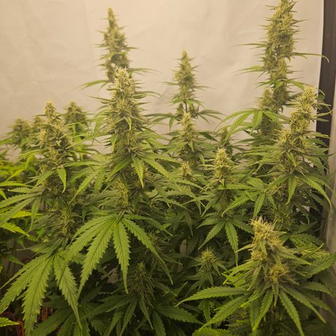 Wedding Cake Auto Zamnesia growlog timeline photo