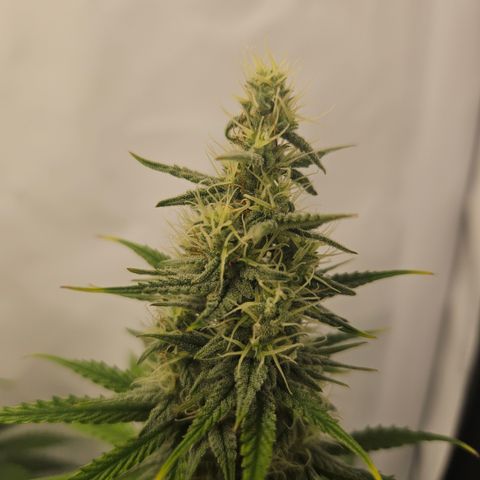 Wedding Cake Auto Zamnesia growlog timeline photo