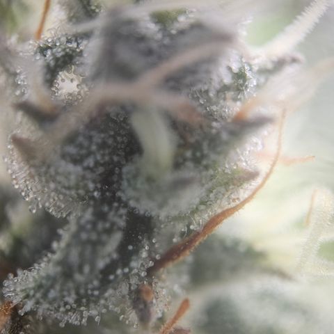 Wedding Cake Auto Zamnesia growlog timeline photo