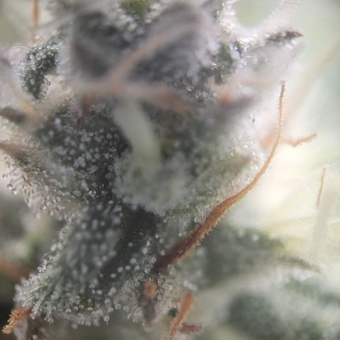 Wedding Cake Auto Zamnesia growlog timeline photo