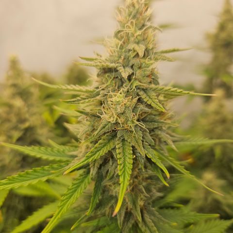 Wedding Cake Auto Zamnesia growlog timeline photo