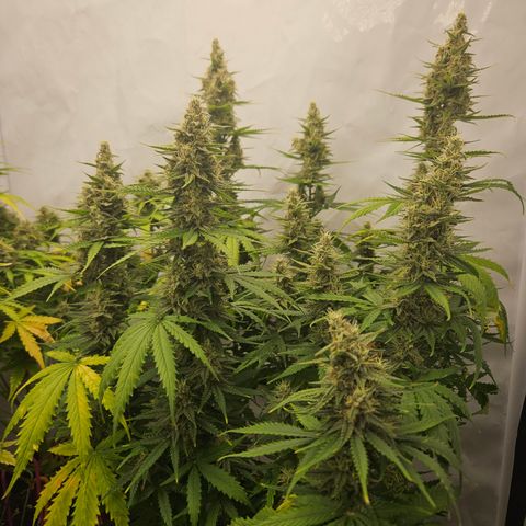 Wedding Cake Auto Zamnesia growlog timeline photo