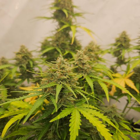 Wedding Cake Auto Barney's Farm growlog timeline photo