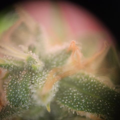 Wedding Cake Auto Barney's Farm growlog timeline photo