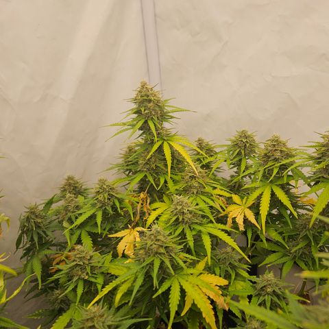 Wedding Cake Auto Barney's Farm growlog timeline photo