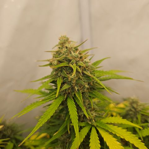 Wedding Cake Auto Barney's Farm growlog timeline photo