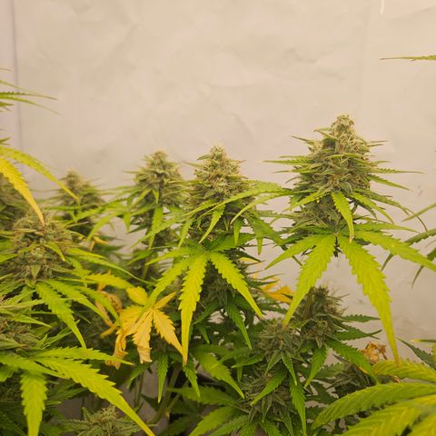 Wedding Cake Auto Barney's Farm growlog timeline photo