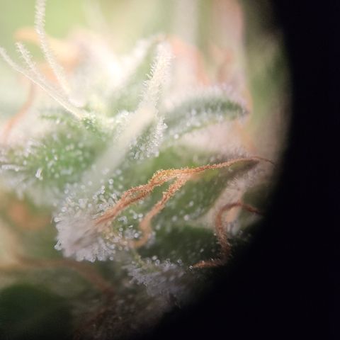 Wedding Cake Auto Barney's Farm growlog timeline photo