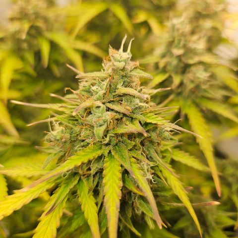 Wedding Cake Auto Barney's Farm growlog timeline photo