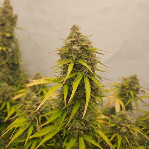 Wedding Cake Auto Barney's Farm growlog timeline photo