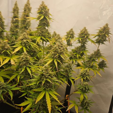 Wedding Cake Auto Barney's Farm growlog timeline photo