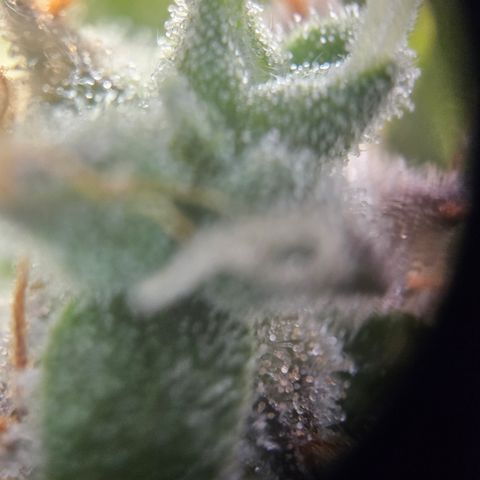 Wedding Cake Auto Barney's Farm growlog timeline photo