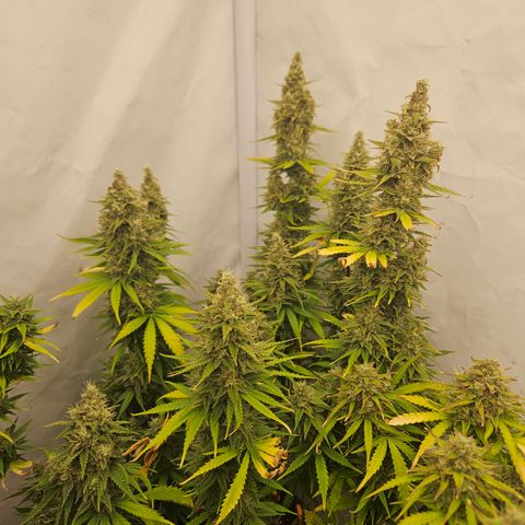 Wedding Cake Auto Zamnesia growlog timeline photo