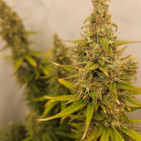 Wedding Cake Auto Zamnesia growlog timeline photo