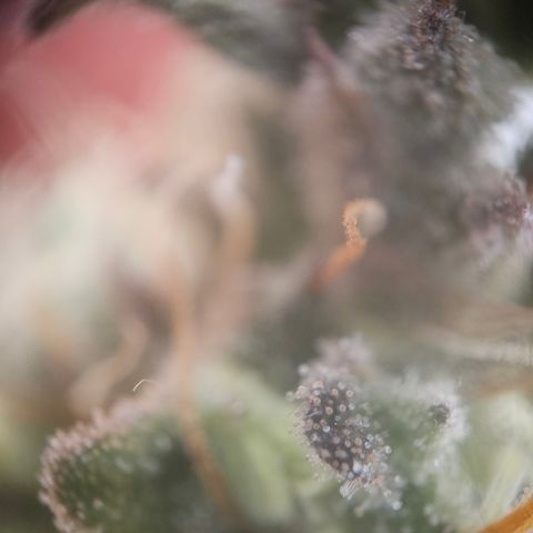 Wedding Cake Auto Zamnesia growlog timeline photo
