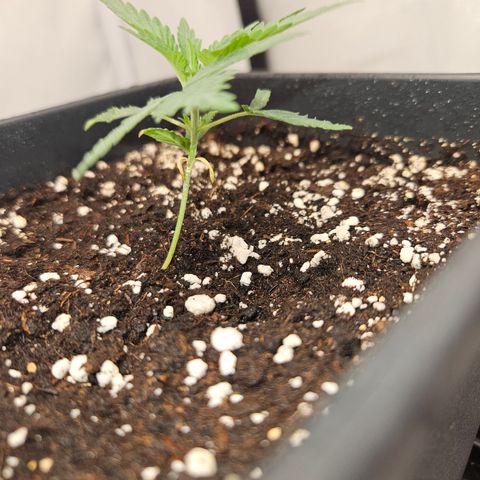 Ice Cream Cake growlog timeline photo
