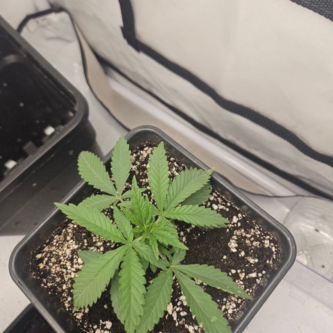 Ice Cream Cake growlog timeline photo