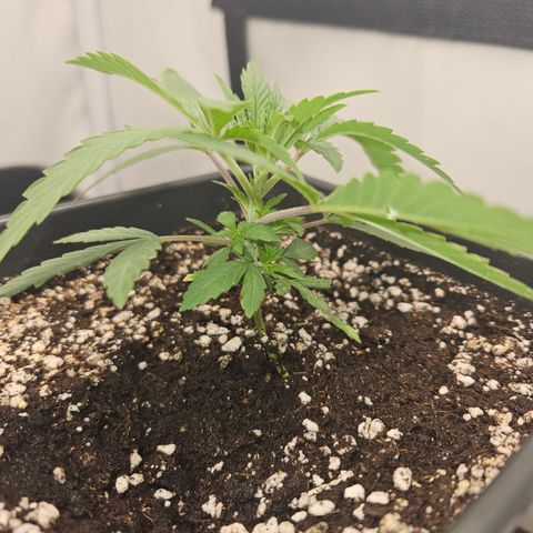 Ice Cream Cake growlog timeline photo