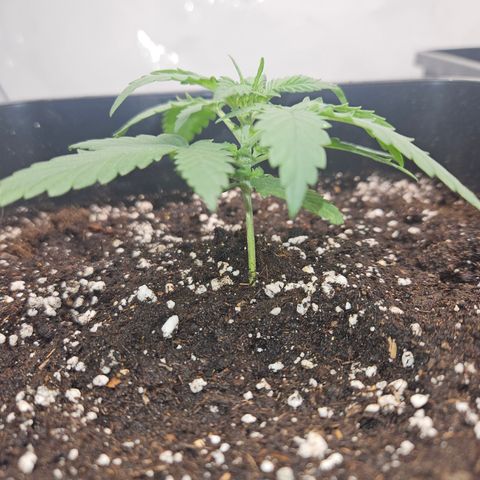 Ice Cream Cake Automatic growlog timeline photo