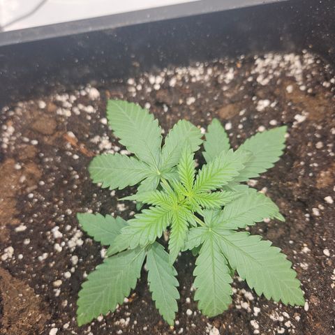 Ice Cream Cake Automatic growlog timeline photo