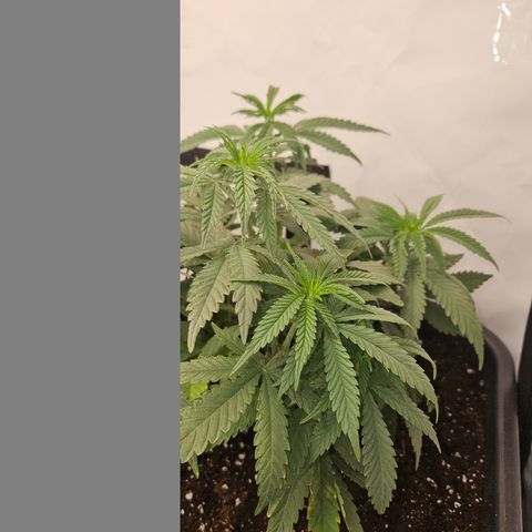 Ice Cream Cake growlog timeline photo