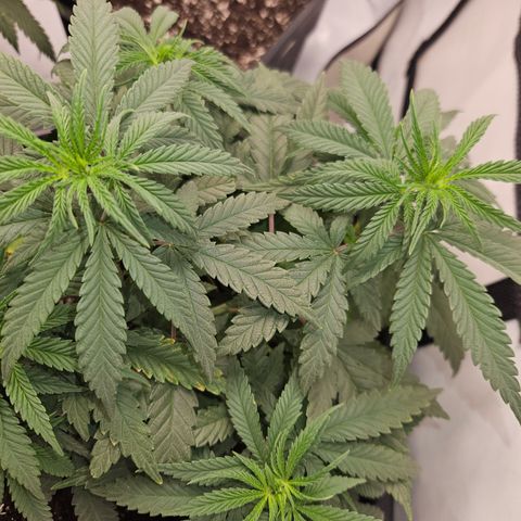 Ice Cream Cake growlog timeline photo