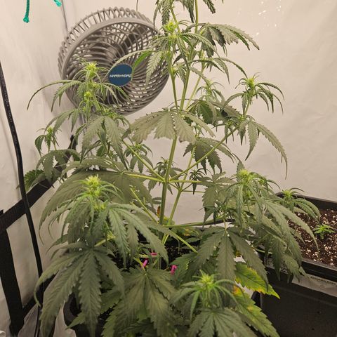 Ice Cream Cake Automatic growlog timeline photo