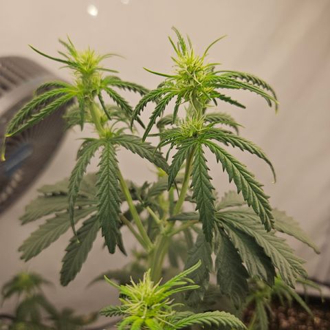Ice Cream Cake Automatic growlog timeline photo