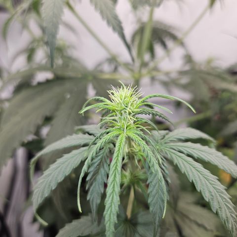 Ice Cream Cake Automatic growlog timeline photo